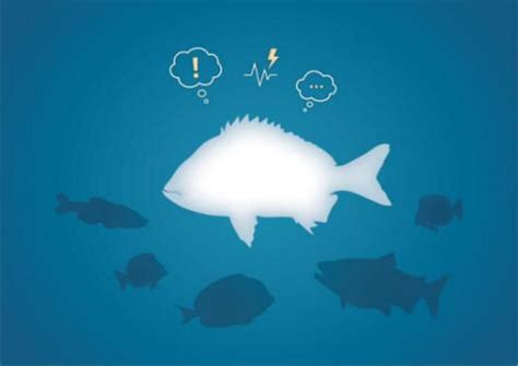 人类首次证实：鱼也有情绪变化|鱼|人类|动物_新浪科技_新浪网