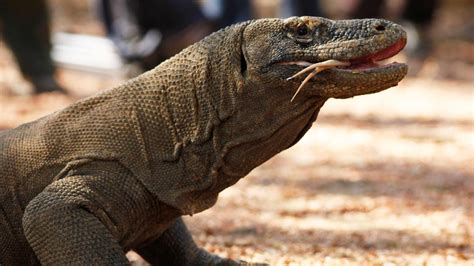 Wildlife show goes horribly wrong after komodo dragon destroys camera ...