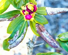 Image result for Rhododendron Tea Leanbeing