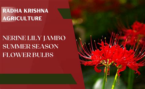 Radha Krishna Agriculture Nerine Lily Jambo Summer Season Flower Bulbs ...