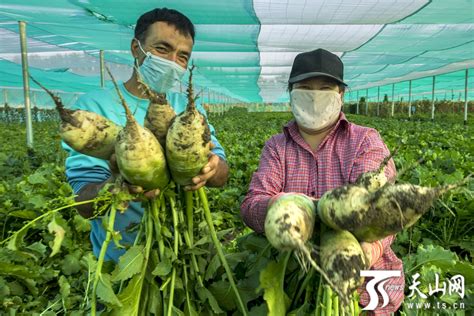 克拉玛依地产蔬菜采收忙 -天山网 - 新疆新闻门户