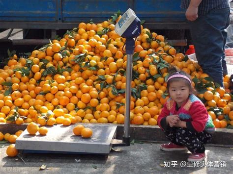 小橙子大梦想 “花腰傣之乡”冰糖橙成“橙”界新秀-IT时报 官方网站