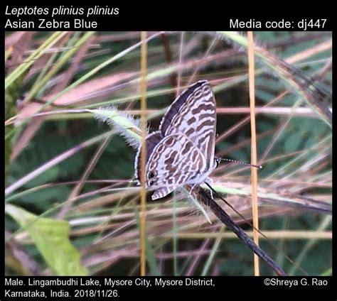 Leptotes plinius | Butterfly
