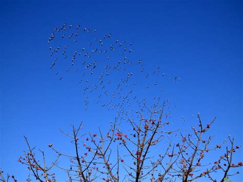 See Pics: While We're Under Lockdown, Spring Bloom Has Turned India ...