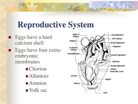 Image result for Male Bird Reproductive System
