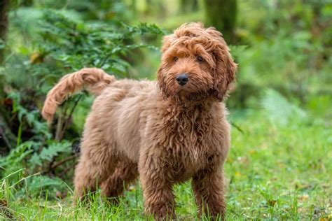 Image result for Cockapoo Breeders