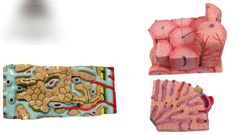 Image result for Liver Models Labeled