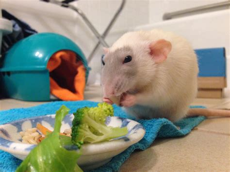 Nutrition - About Pet Rats