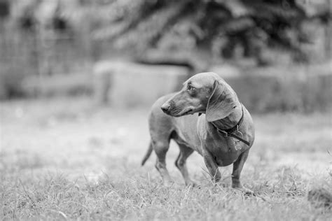 Mini Dachshund Weight Chart: Tracking Your Pet's Growth