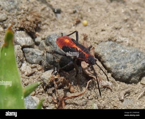 Eastern Boxelder Bug (Boisea trivittata Stock Photo - Alamy