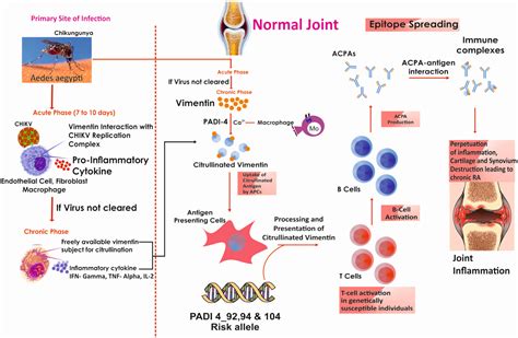 Impact of etiological factors on citrullination markers and susceptibility of PADI4 allele for ...