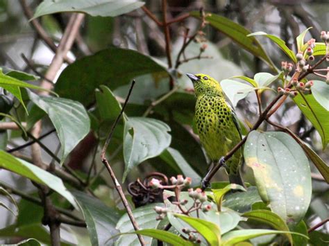 Yellow-bellied Tanager - eBird