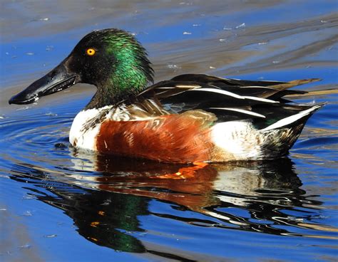 Northern Shoveler in 2024 | Duck species, Bird photo, Duck hunting