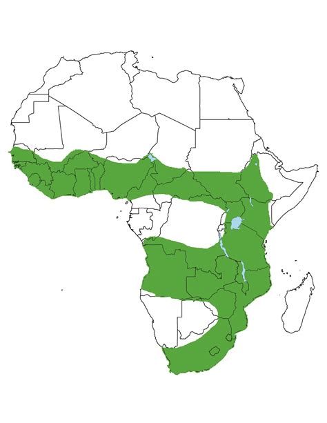 African Clawless Otter — International Otter Survival Fund