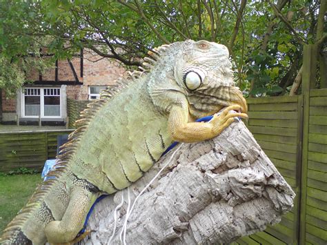 Leguan zu verkaufen in Schwerin | Tiere | Kleinanzeigen