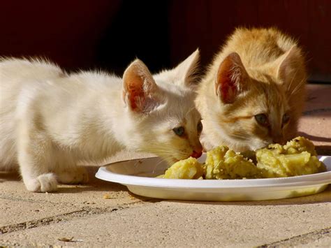 Can Cats Eat Potatoes? 4 Things to Know Before Feeding - A-Z Animals