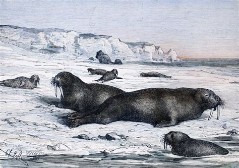 Walruses On Ice Field Nwalruses On an Ice Field in The Arctic Wood ...