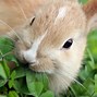 Image result for Colours of Wild Rabbits
