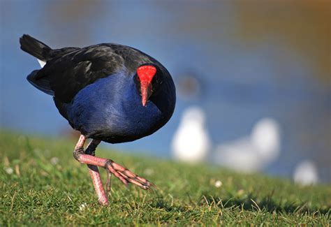 5 reasons New Zealand’s wildlife is utterly unique | Conservation blog