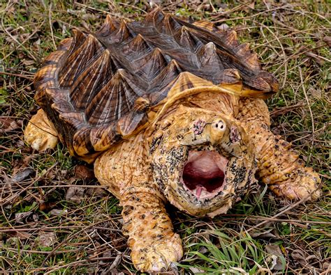 Snapping Turtle Front Face 的图像结果