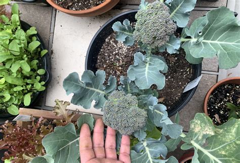 How To Grow Broccoli Video at Natalie Kelley blog
