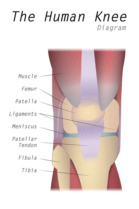 The Human Knee Diagram | Human knee, Anterior knee pain, Medical experts