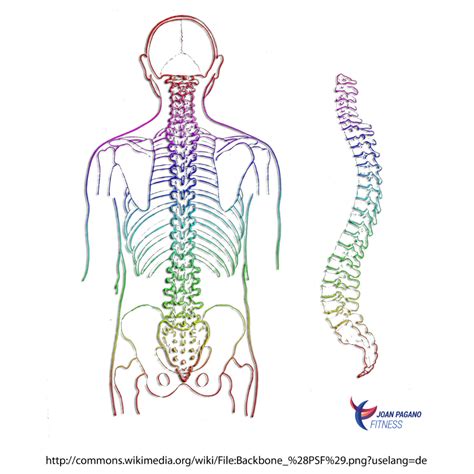 Back Alignment Exercises 的图像结果
