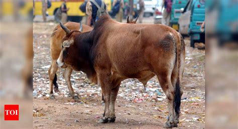 Boy dies in stray bull attack in UP's Aligarh | Agra News - Times of India