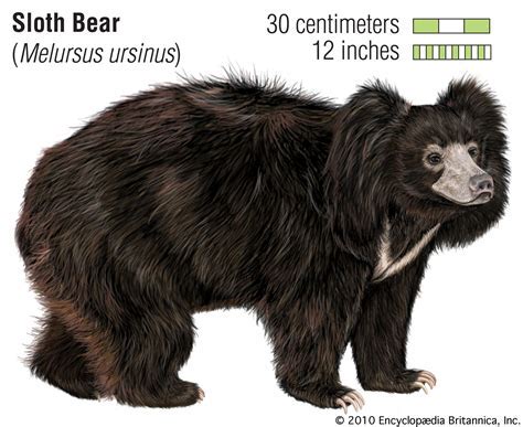sloth bear height and weight Android IOS V- 7.29