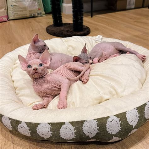 Sphynx Cat For Sale|Hairless Cats | Sphynx Kittens For Sale1