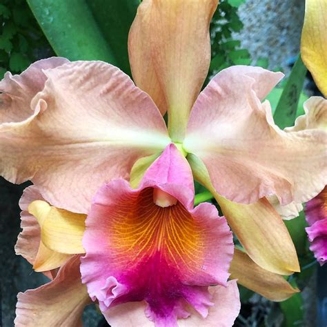 Orchid Potting Medium