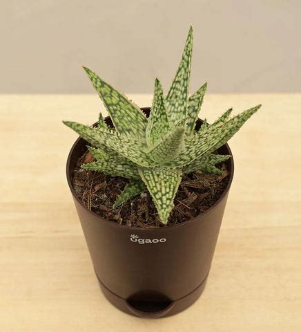 Breathe Easy: 5 Indoor Plants That Improve Your Lung Health – Ugaoo