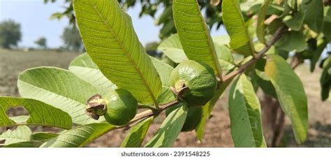 Image result for Lemon Guava Tree