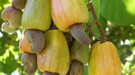 Sri Lanka Agriculture 的图像结果