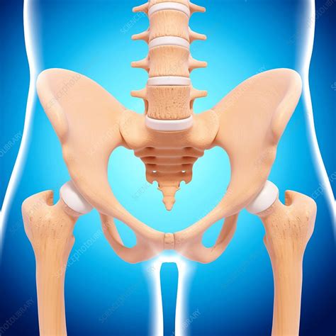Human pelvic bones, artwork - Stock Image - F007/3726 - Science Photo ...