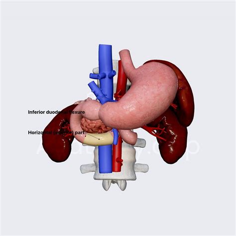Image result for Duodenum Part