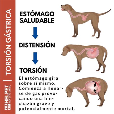 HVHELPET 24H | Así es. Esta es una patología en la cual el estómago del perro sufre una ...