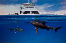 oceanic dive oceanic whitetip shark diving epic diving oceanic dive oceanic whitetip shark diving epic diving