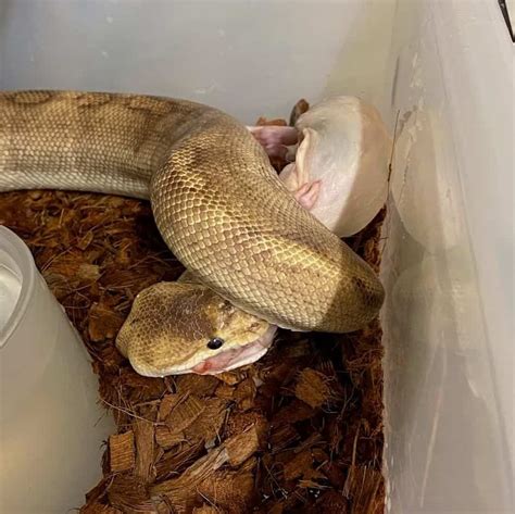 Ball Python Eating Fish 的图像结果