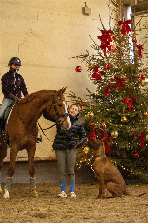 4. Dezember Semper Fidelis und seine Girls - Reiten lernen mit Kirsten ...