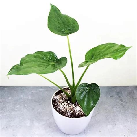 Alocasia Cucullata (Hooded Dwarf Elephant Ear) - Plant – Lalit Enterprise