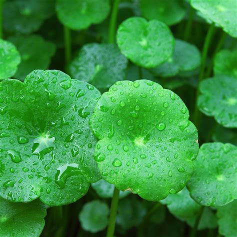 Centella asiatica plant | Gen-Hyal®