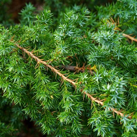 Star Power Juniper – Plant Detectives