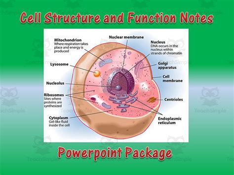 Cell Structure and Function Animation 的图像结果