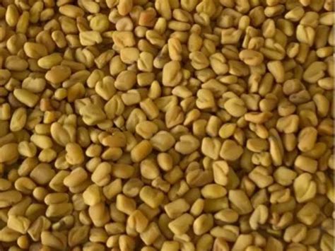 benefits of fenugreek methi seeds in health methi daane ke fayde |Methi ...