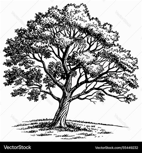 Image result for Maple Tree Line Drawing
