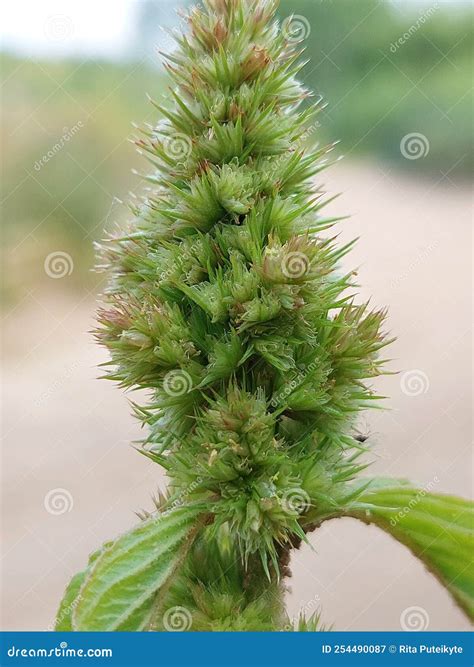 Amaranthus retroflexus stock image. Image of amaranthus - 254490087