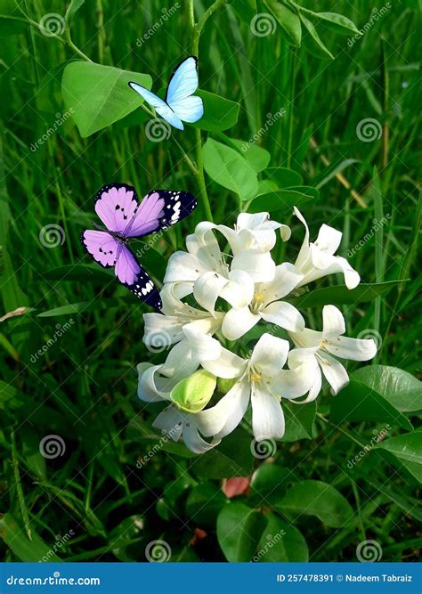Nature Beauty White Color Flowers Jhelum Stock Image - Image of ...