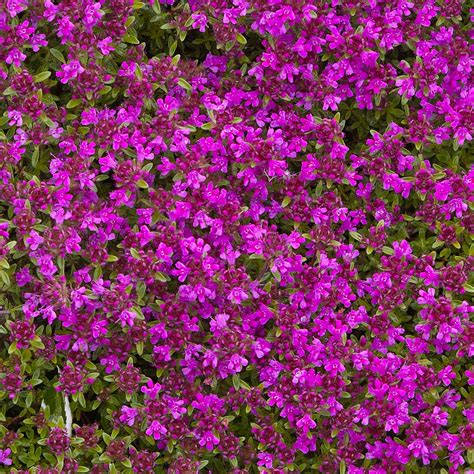 Creeping thyme ground cover plants - questshutter