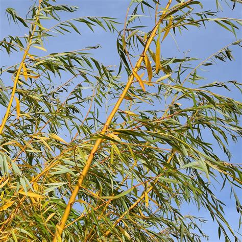 Buy white willow 'Tristis' ( syn. Salix vitellina 'Pendula' ) Salix ...